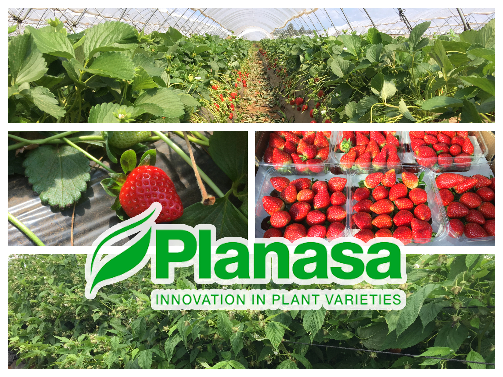 Les variétés de fruits rouges de Planasa se développent favorablement au Maroc