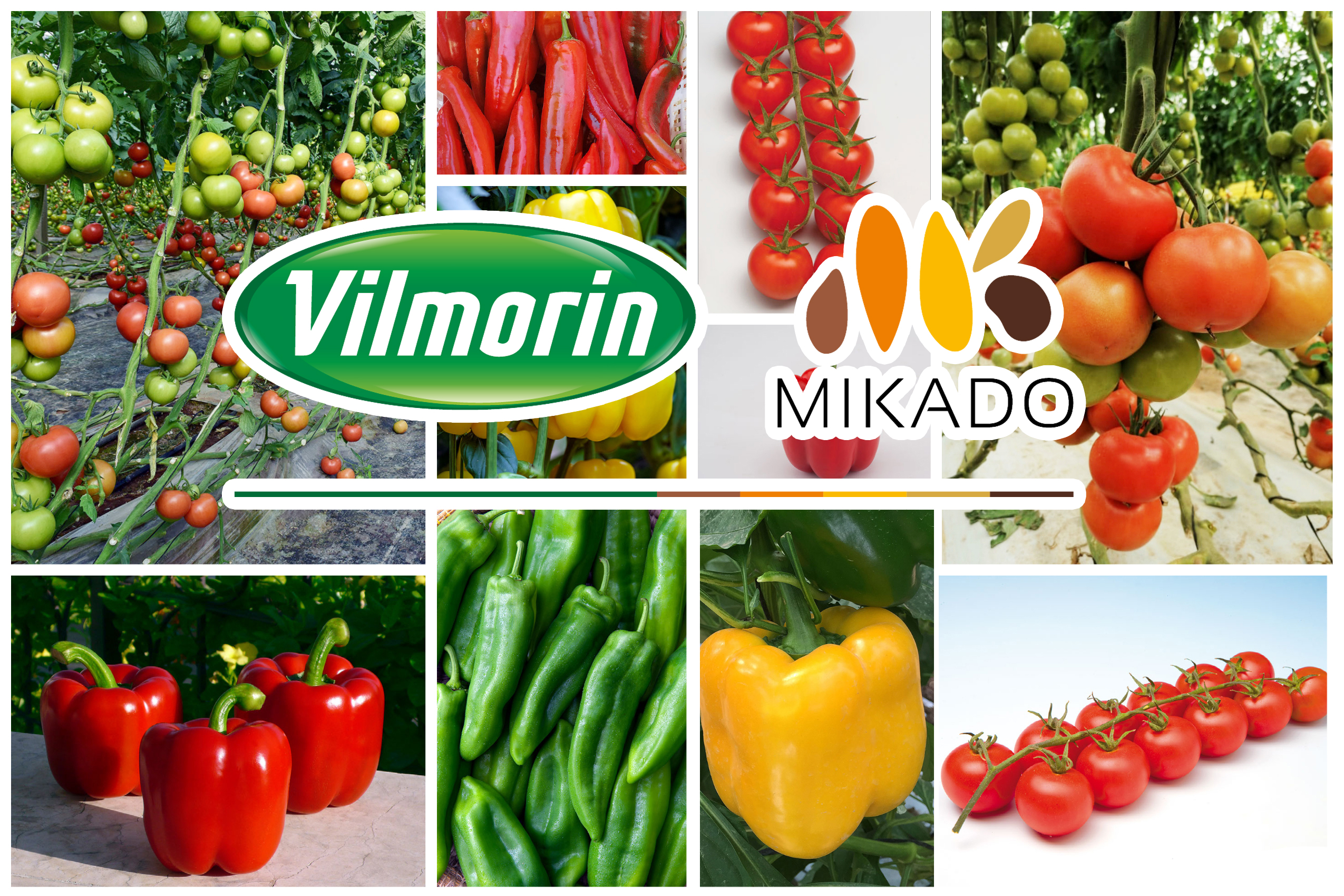 Vilmorin-Mikado ATLAS: Une offre complète pour vos productions sous abris