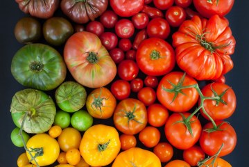 La tomate marocaine à l’ère de la segmentation