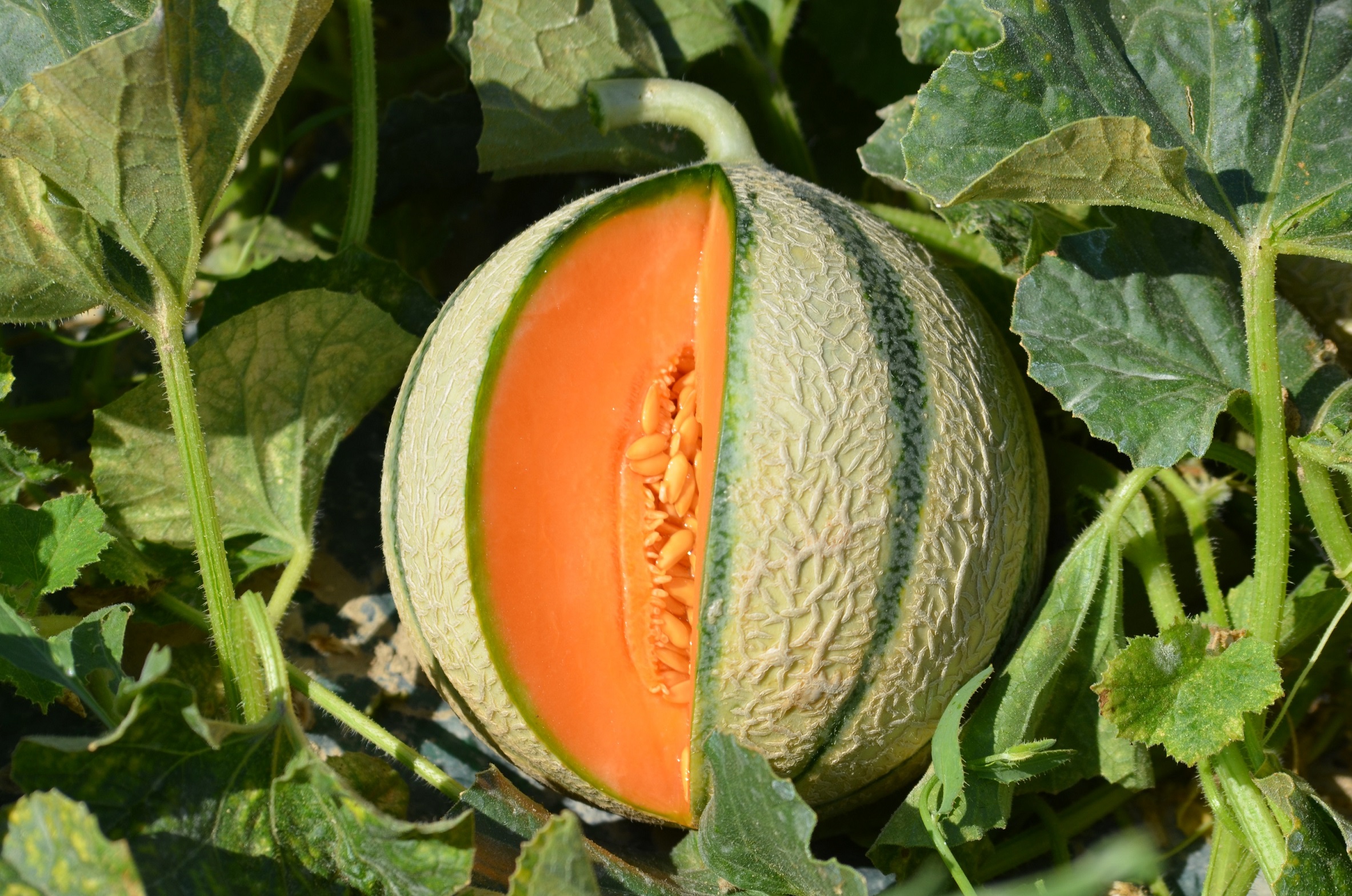 Melon charentais: Maitrise de l’irrigation, garant de la qualité du produit