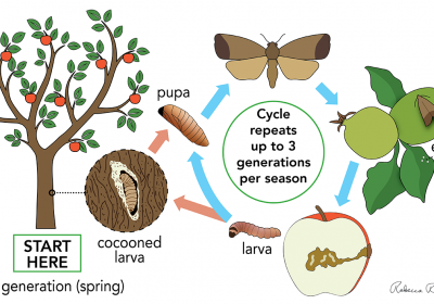 codling-moth-life-cycle-web
