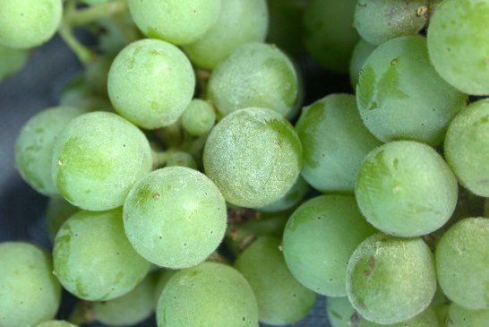 Oïdium sur vigne: Pour une protection fongicide réussie