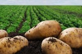 Pommes de terre : Principes de la protection fongicide