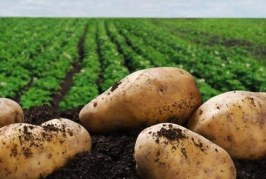 Pommes de terre : Principes de la protection fongicide