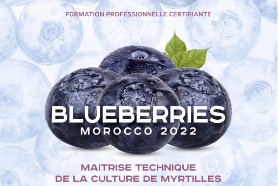 Blueberries Morocco 2022 I Maitrise technique de la culture de myrtille