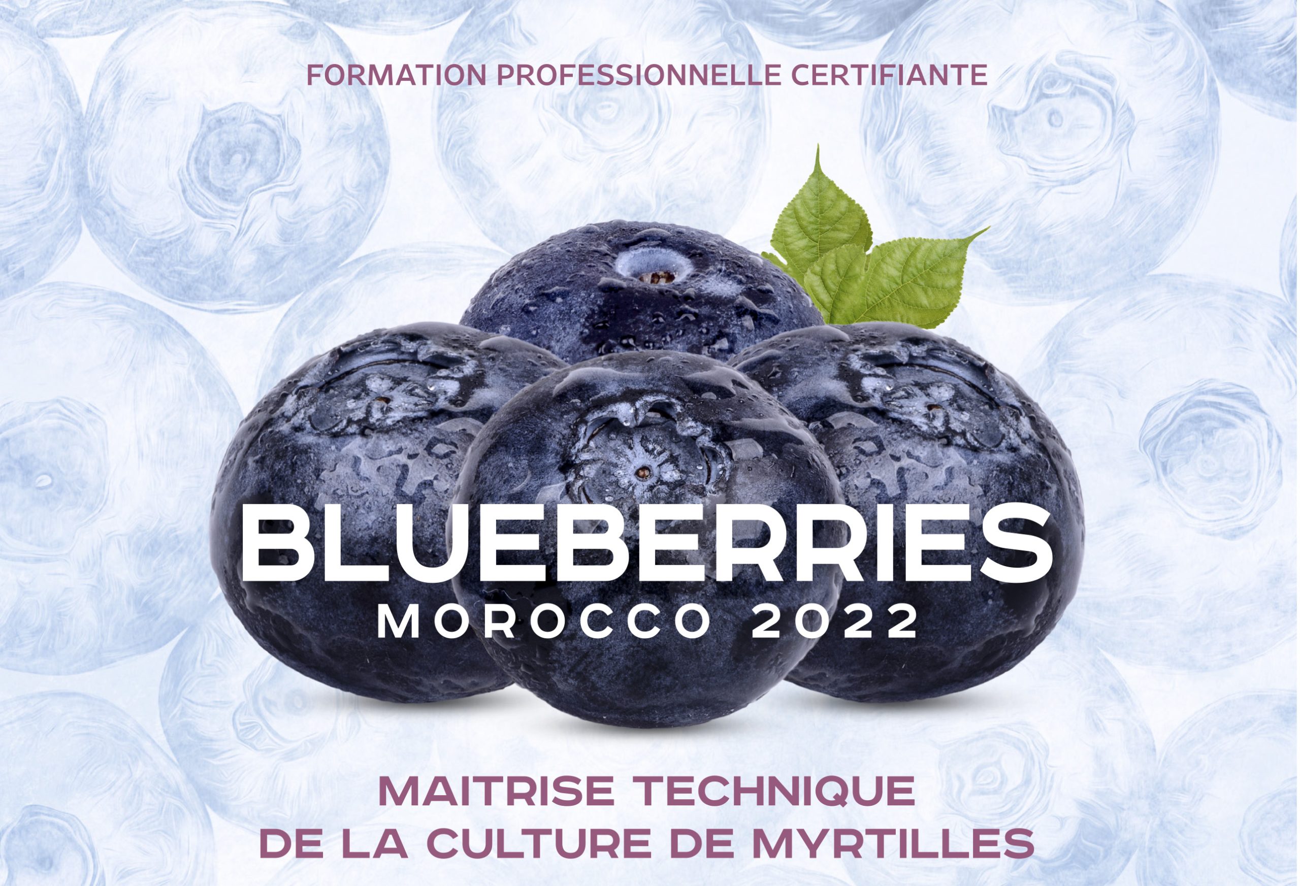 Blueberries Morocco 2022 I Maitrise technique de la culture de myrtille