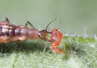 micromus-angulatus-larva