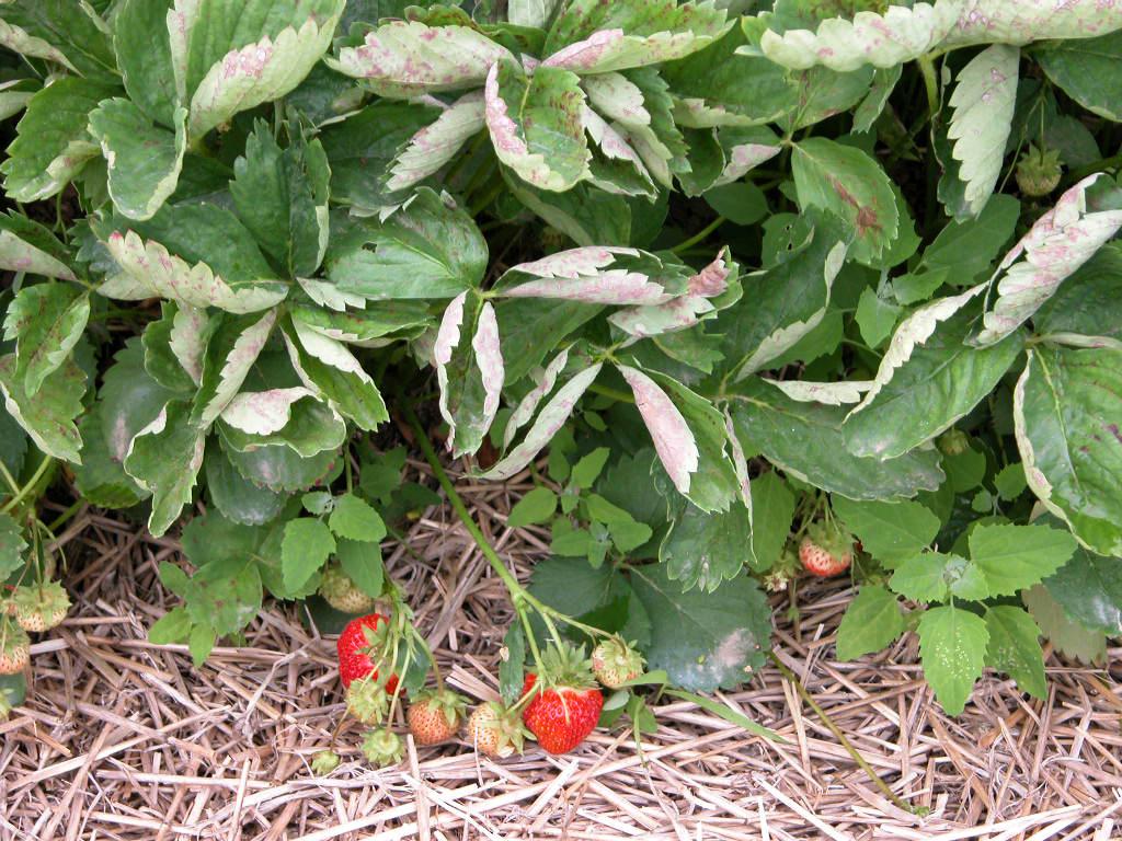 Oïdium du fraisier : symptômes et traitements