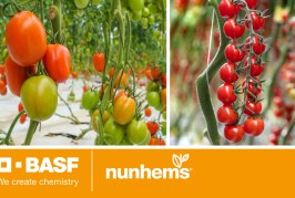 BASF lance de nouvelles variétés de tomates résistantes au ToBRFV
