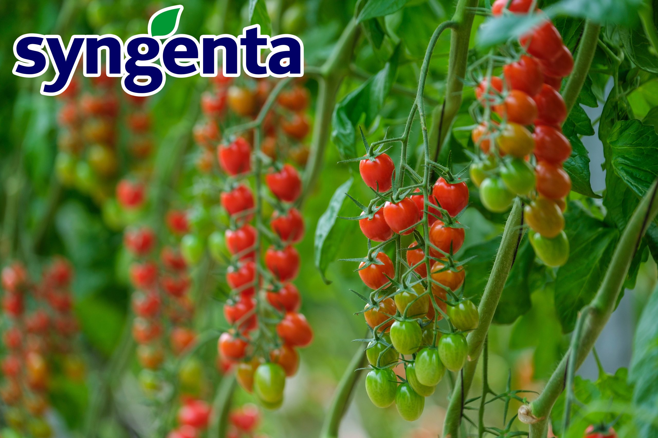 Syngenta : résultats prometteurs des essais pour les tomates cerises allongées résistantes au ToBRFV