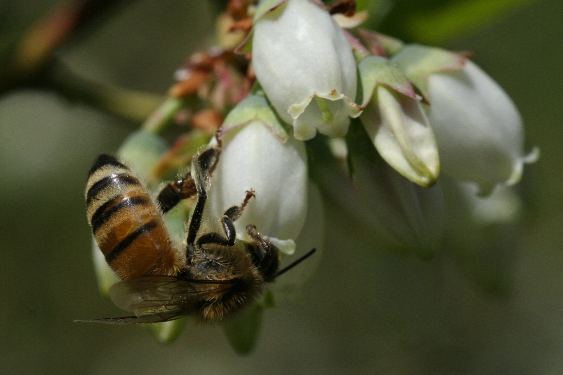 Fruits rouges: Importance de la maitrise de la pollinisation