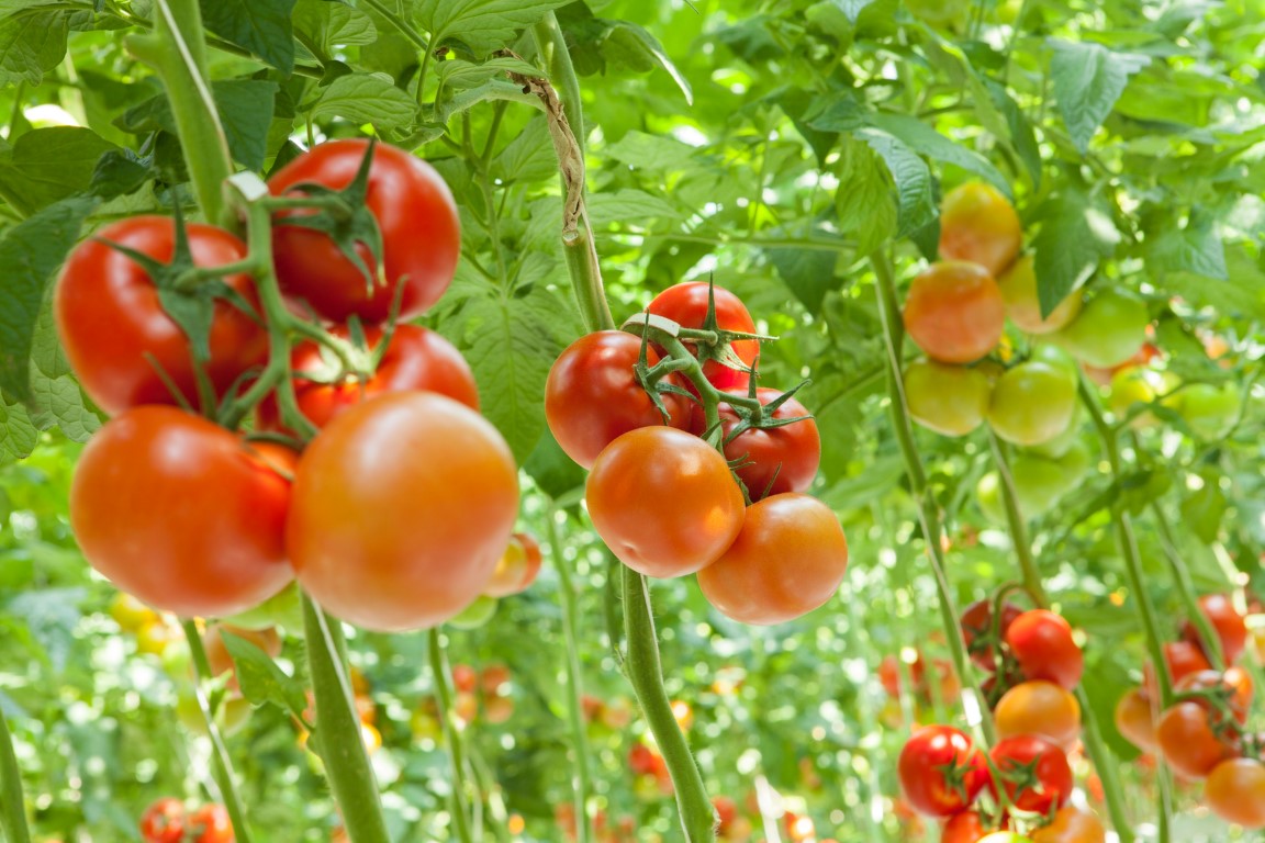 L’histoire passionnante de la tomate