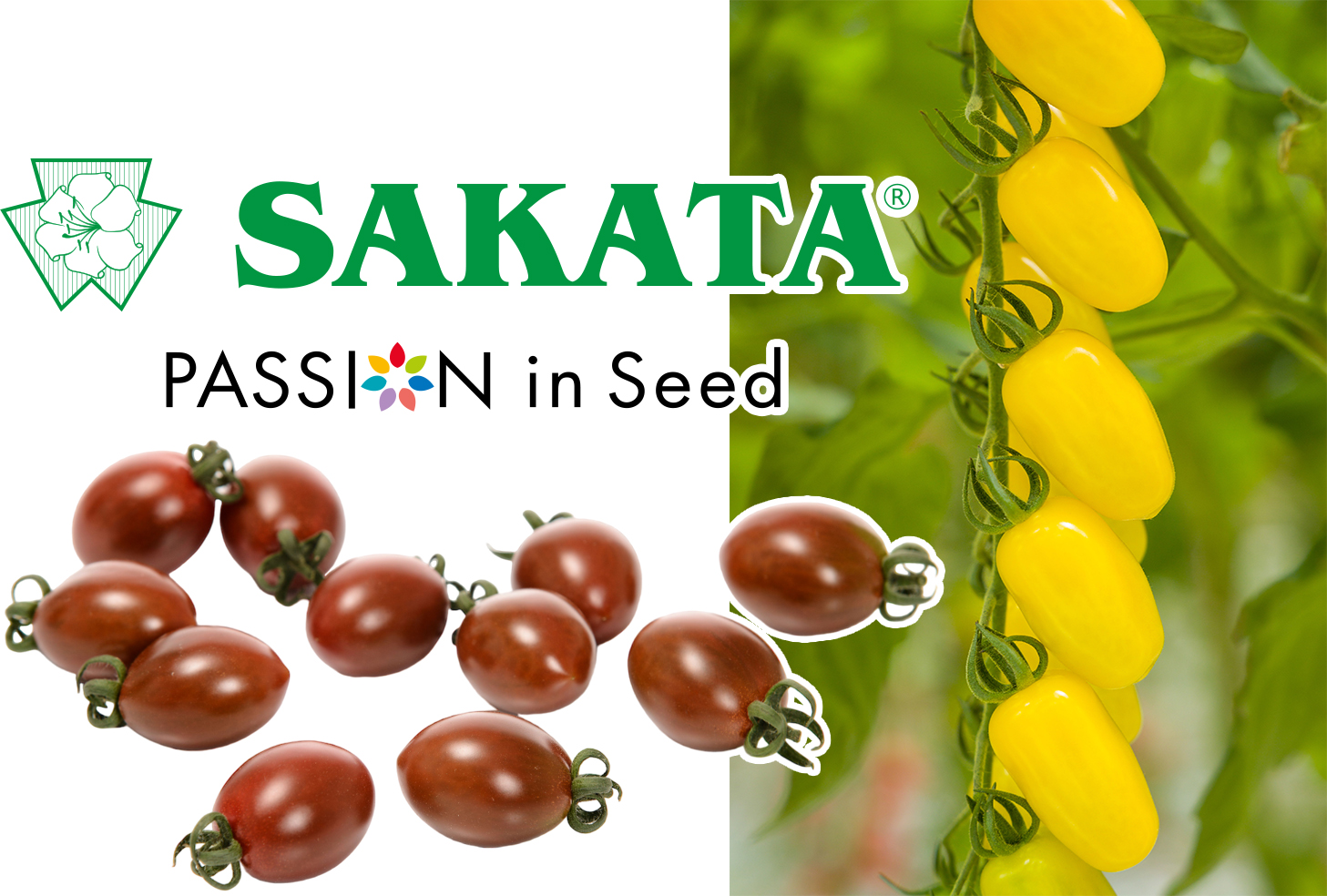 Sakata Seed confirme que plusieurs variétés de tomates de son portefeuille présentent une résistance intermédiaire (IR) au ToBRFV
