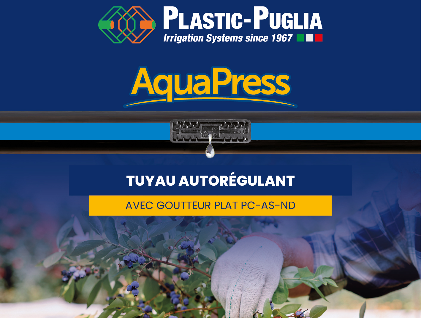 Aquapress® et Gold-Drip® de Plastic-Puglia,  Les solutions idéales pour l’irrigation des myrtilles et autres fruits rouges