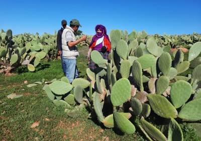 sensibilisation de la femme rurale à la lutte contre la cochenille de cactus