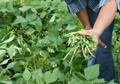 picking-green-beans