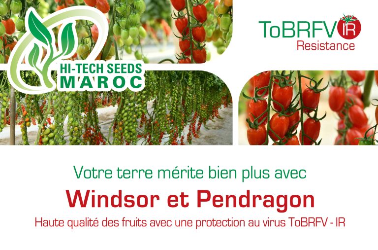 Windsor et Pendragon: Haute qualité des fruits et Protection contre le ToBRFV – IR