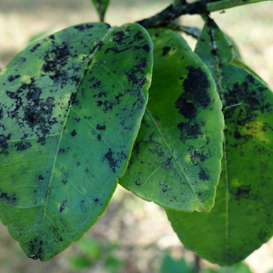 Protéger vos agrumes de la fumagine conseils et Astuces Agriculture du Maghreb