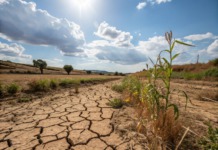 Stress abiotiques : comment renforcer la résilience des cultures ? الضغوط البيئية على المزروعات