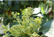 تساقط أزهار الأفوكادو: الأسباب، التشخيص والحلول العملية لضمان الإنتاج تساقط أزهار الأفوكادو