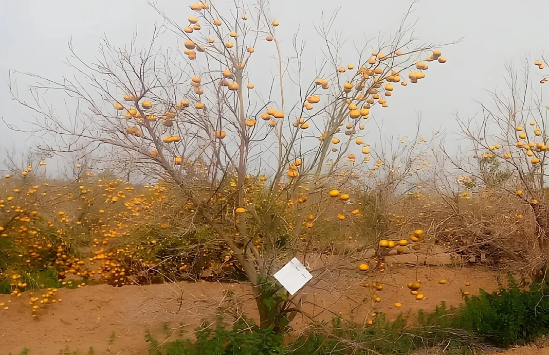 upscalemedia-transformed Changements climatiques et sécheresse