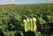 القرع الأخضر: حضور لا غنى عنه على المائدة وتحديات في الحقول القرع الأخضر