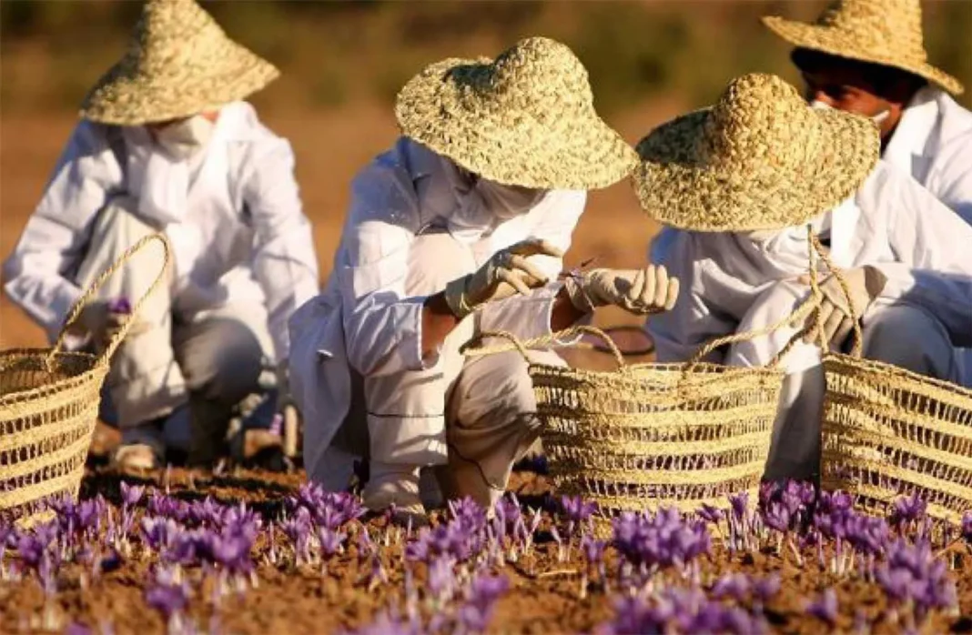 ABH-Safran_resultat التعاونيات