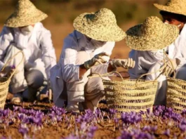 التعاونيات ودورها في دعم صغار المزارعين التعاونيات