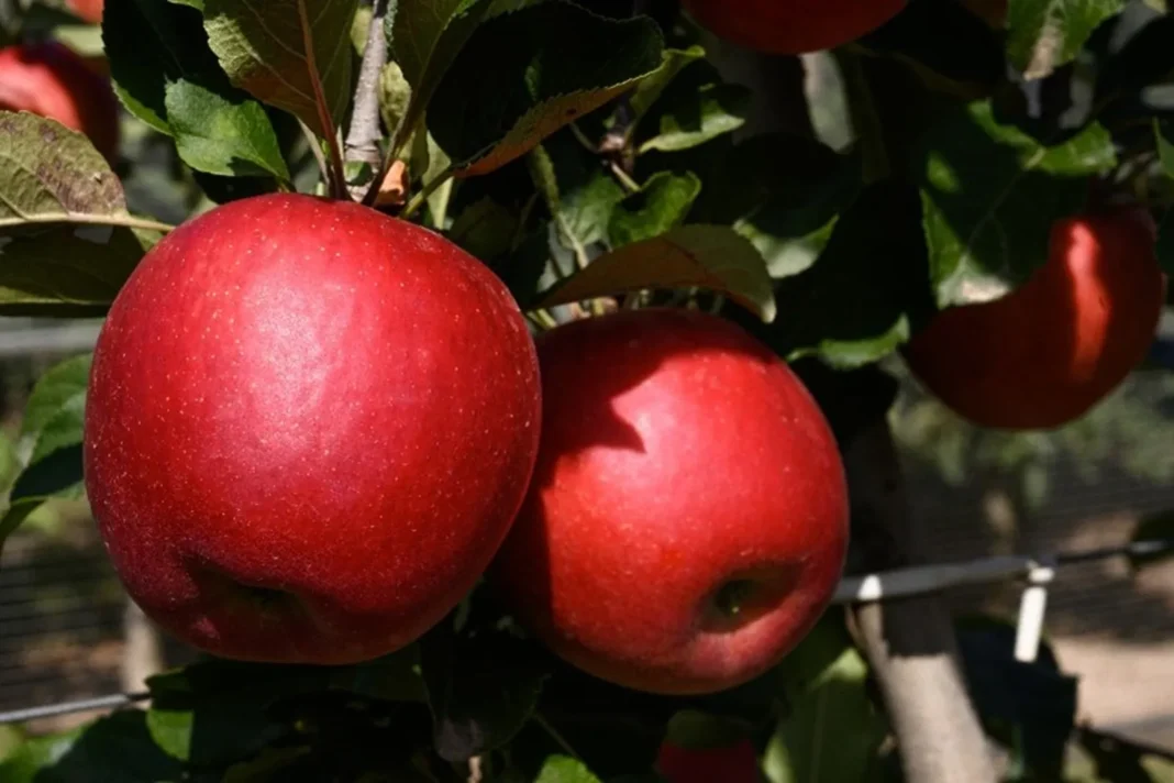 Une nouvelle variété de pomme adaptée aux climats chaud