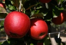 Une nouvelle variété de pomme adaptée aux climats chauds Une nouvelle variété de pomme adaptée aux climats chaud