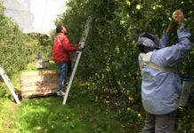 الممارسات الجيدة في جني التفاح والحفاظ على جودته جني التفاح