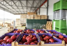 مكافحة مشاكل تخزين التفاح تبدأ من البستان تخزين التفاح