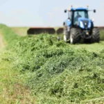 زراعة البرسيم