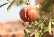 تشقق ثمار الرمان : الحلول المقترحة للوقاية والعلاج تشقق ثمار الرمان