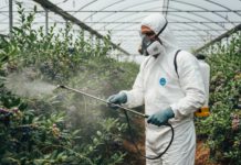 Myrtille : Botrytis, anthracnose et moniliose, les ennemis majeurs de février Myrtille : Botrytis, anthracnose et moniliose