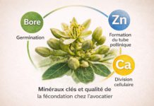 Nutrition florale et qualité de la fécondation chez l’avocatier Nutrition florale et qualité de la fécondation chez l’avocatier