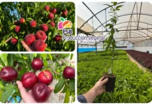 Fruits à rosacées au Maroc : innovation variétale et partenariat au service des producteurs Fruits à rosacées au Maroc