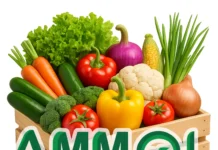 AMMOL MAROC renforce sa visibilité avec le lancement de ses plateformes digitales AMMOL MAROC