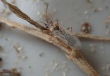 Fiche technique sur les punaises des graines Nysius cymoides Nysius cymoides