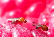 Drosophila suzukii : Stratégies de biocontrôle d’AST-Seipasa Drosophila suzukii